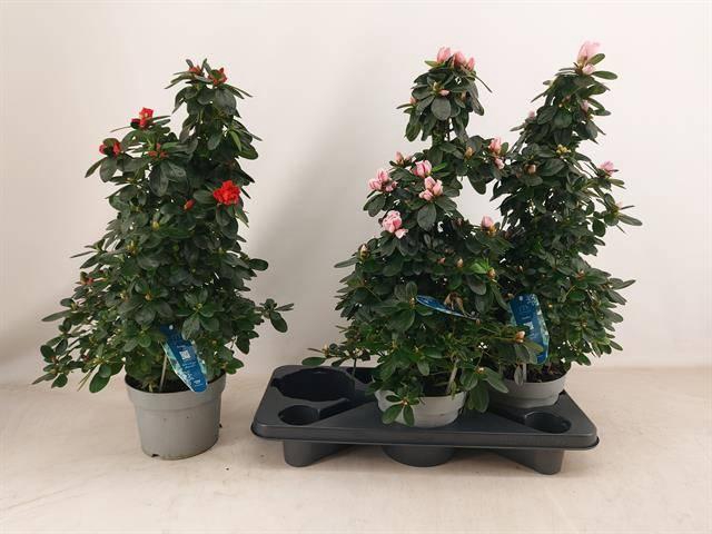 <h4>RHODO SI VOGEL GEM</h4>