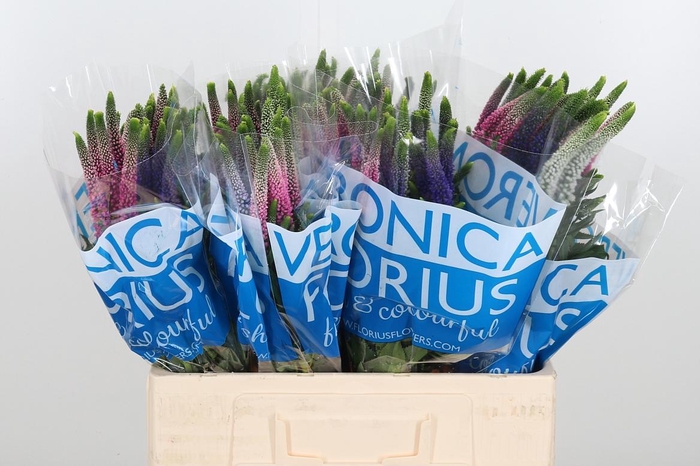 <h4>Veron Smart Col Gem</h4>