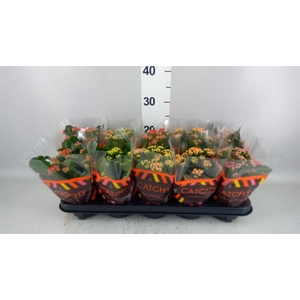 Kalanchoe blos.   ..rosebud mix  5