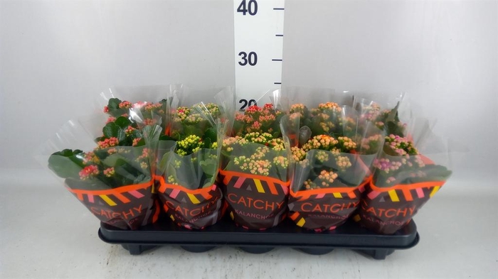 <h4>Kalanchoe blos. ..rosebud mix 5</h4>