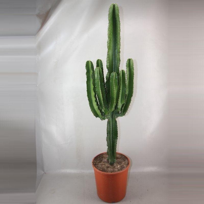 <h4>EUPHOR INGENS</h4>