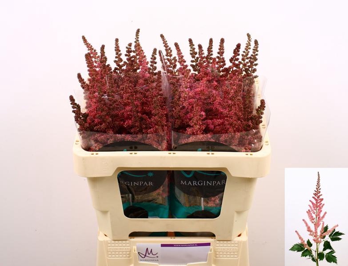 <h4>Astilbe Visions Pink Marginpar</h4>