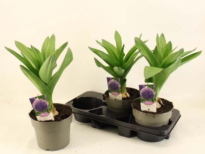 <h4>ALLI AMBASSADOR</h4>