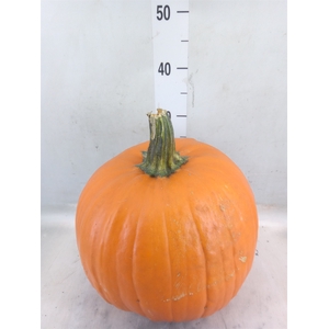 Cucurbita max. 'Halloween'