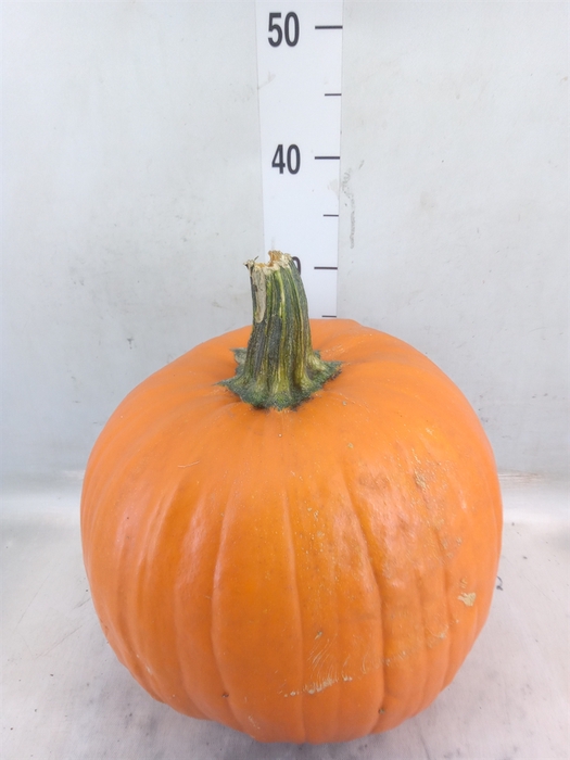 <h4>Cucurbita max. 'Halloween'</h4>