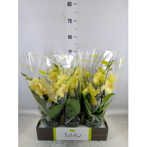 Phalaenopsis   ...yellow