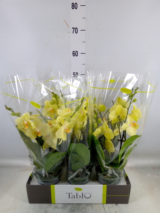 <h4>Phalaenopsis   ...yellow</h4>