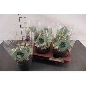 Ceropegia 12 Cm. P. Variegata