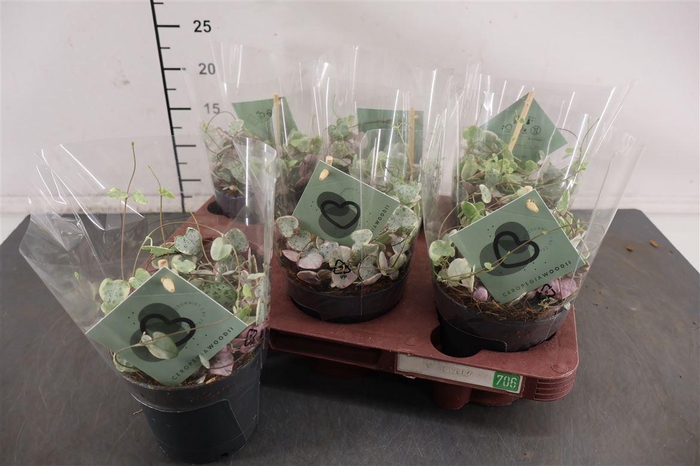 <h4>Ceropegia 12 Cm. P. Variegata</h4>