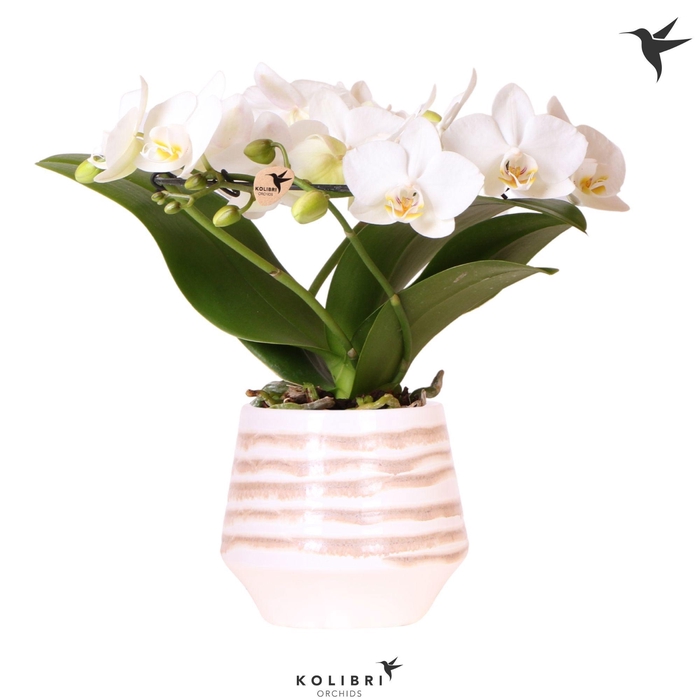 <h4>Kolibri Orchids Phalaenopsis Halo white in Moonstone pot white</h4>