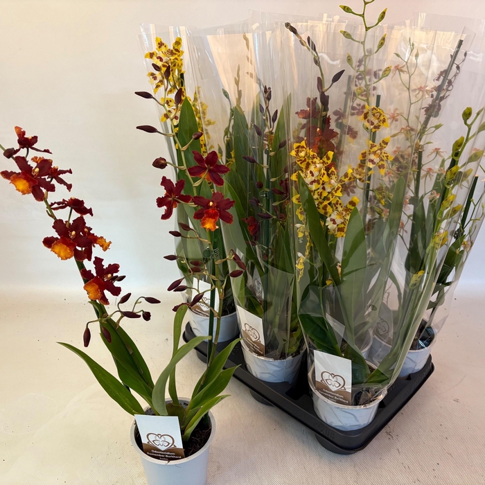 <h4>VUYLST PLUSH</h4>