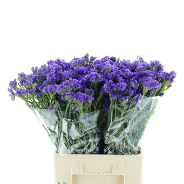 <h4>LIM S BLUE BIRDS</h4>