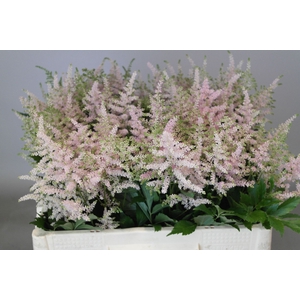 Astilbe Europa