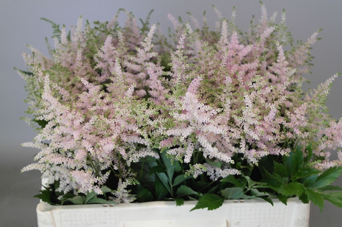 <h4>Astilbe Europa</h4>