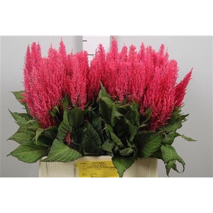 Cel P Royal Pink