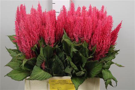 <h4>Cel P Royal Pink</h4>