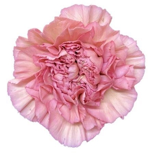 Di St Lege Pink