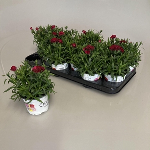 Dianthus Oscar Red