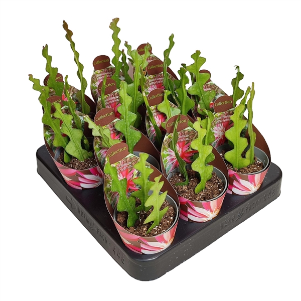 <h4>SELENICEREUS ANTHONYANUS - POT Ø 6,5 - COLLECTION WITH POTCOVER (SUCCULENTEN)</h4>