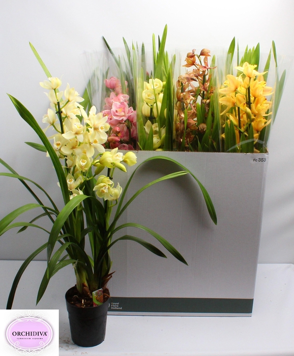 <h4>CYMB GEMENGD</h4>