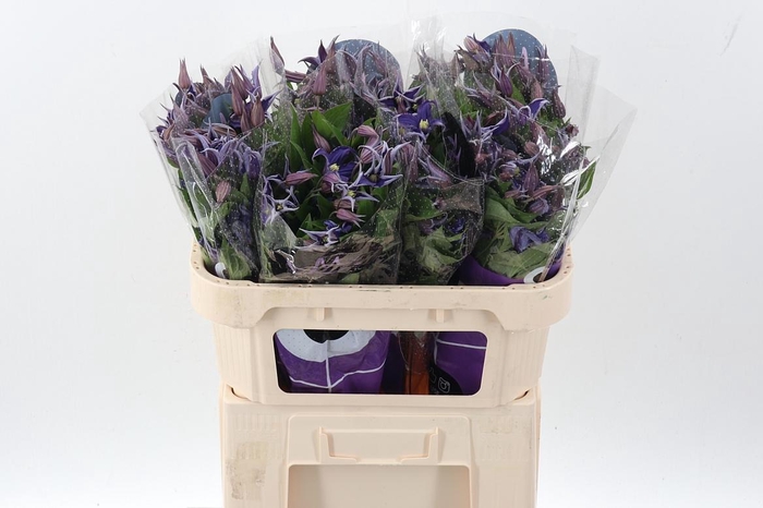 <h4>Clem Blue Pirouette</h4>