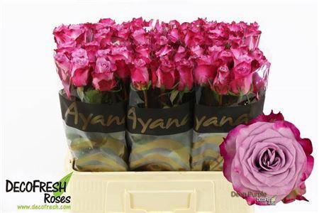 <h4>R Gr Deep Purple</h4>