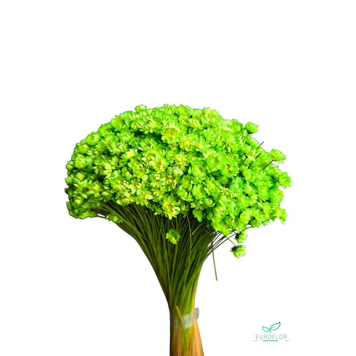 <h4>DRIED FLOWERS - GLIXIA APPELGROEN 100GR</h4>