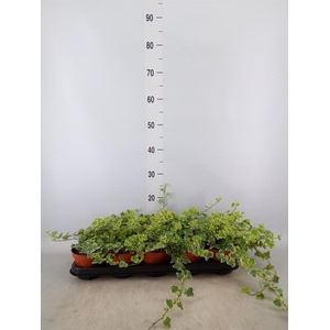 Hedera helix 'White Wonder'