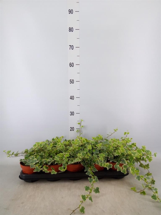 <h4>Hedera helix 'White Wonder'</h4>
