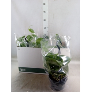 Scindapsus pictus 'Trebie'