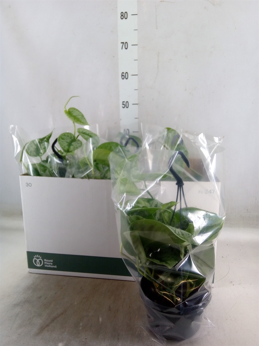 <h4>Scindapsus pictus 'Trebie'</h4>