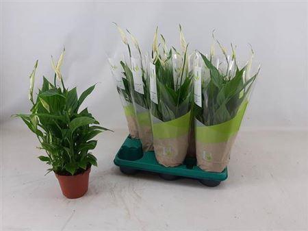 <h4>Spath Torelli</h4>