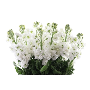 Matthiola White Extra