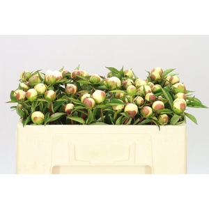 Paeonia Duchesse D Nemo