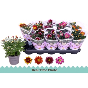 CHRYS GEM 2 KL BLOEM