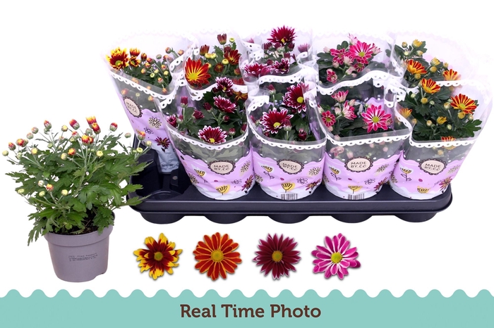 <h4>CHRYS GEM 2 KL BLOEM</h4>