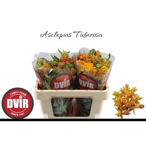 Ascl Tuberosa