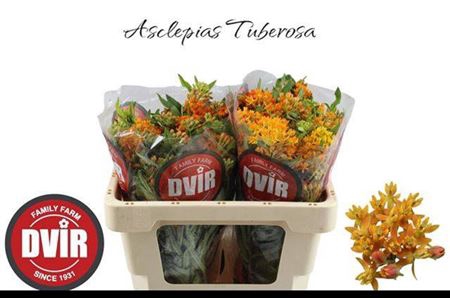 <h4>Ascl Tuberosa</h4>