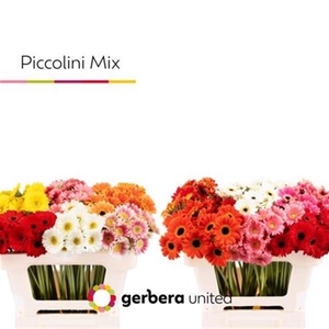 GE PICCOLINI MIX IN FUST