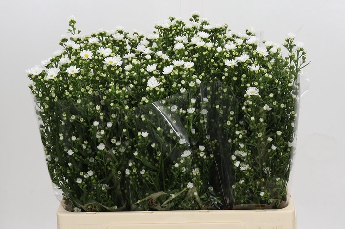 <h4>Aster Paquita</h4>