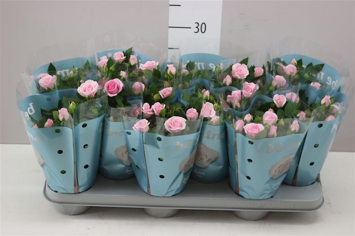 <h4>Rosa Jewel Baby</h4>