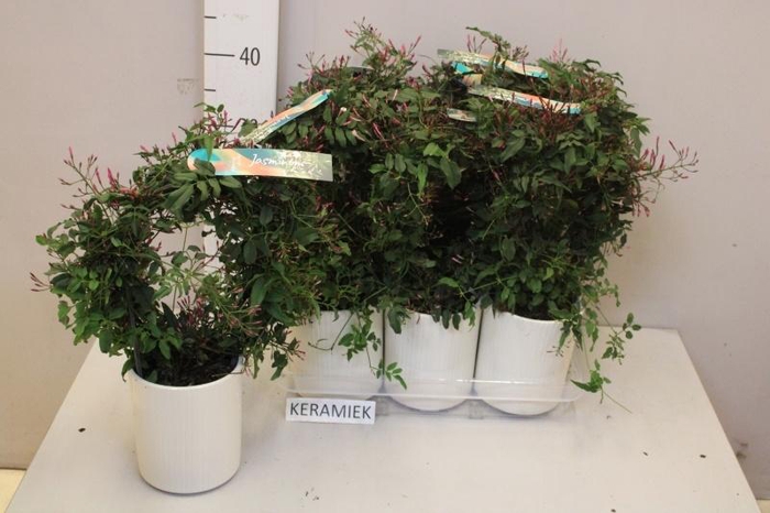 <h4>JASM POLYANTHUM RZ</h4>