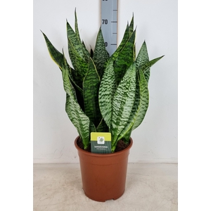 SANSEV GOLDEN HAHNII