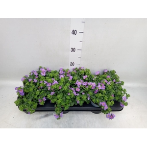 Sutera  'Blue Showers'