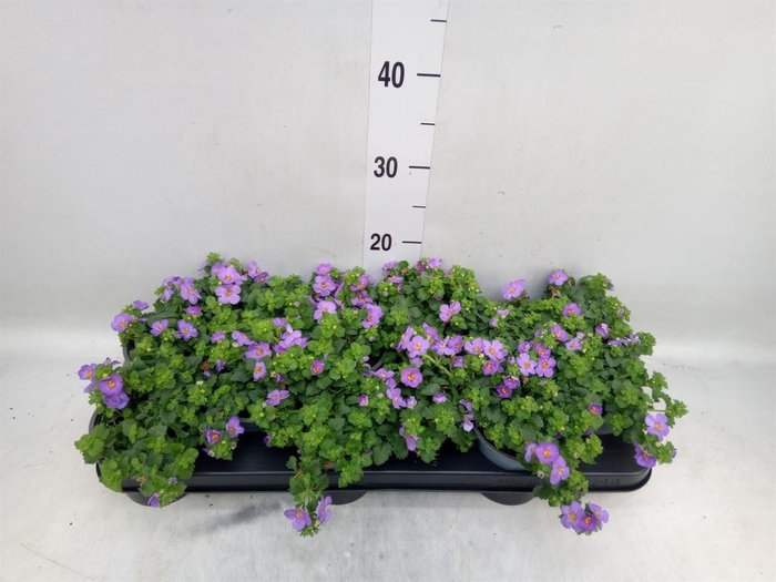 <h4>Sutera  'Blue Showers'</h4>