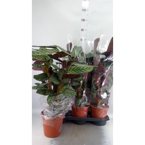 Ctenanthe setosa 'Compactstar'