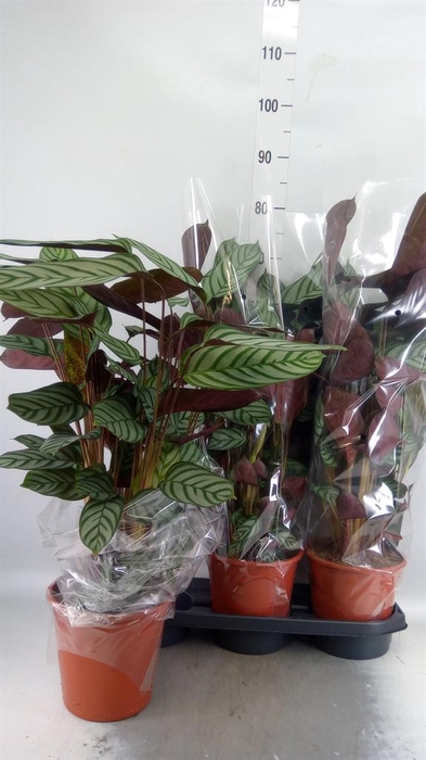<h4>Ctenanthe setosa 'Compactstar'</h4>