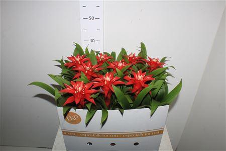 <h4>Guzm Confetti</h4>