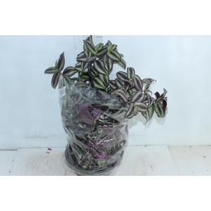 TRADESCANTIA ZEBRINA C21