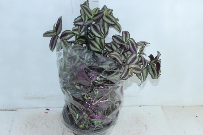 TRADESCANTIA ZEBRINA C21